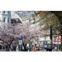 2390_2257 blühende japanische Zierkirsche als Strassenbaum. | Fruehlingsfotos aus der Hansestadt Hamburg; Vol. 2